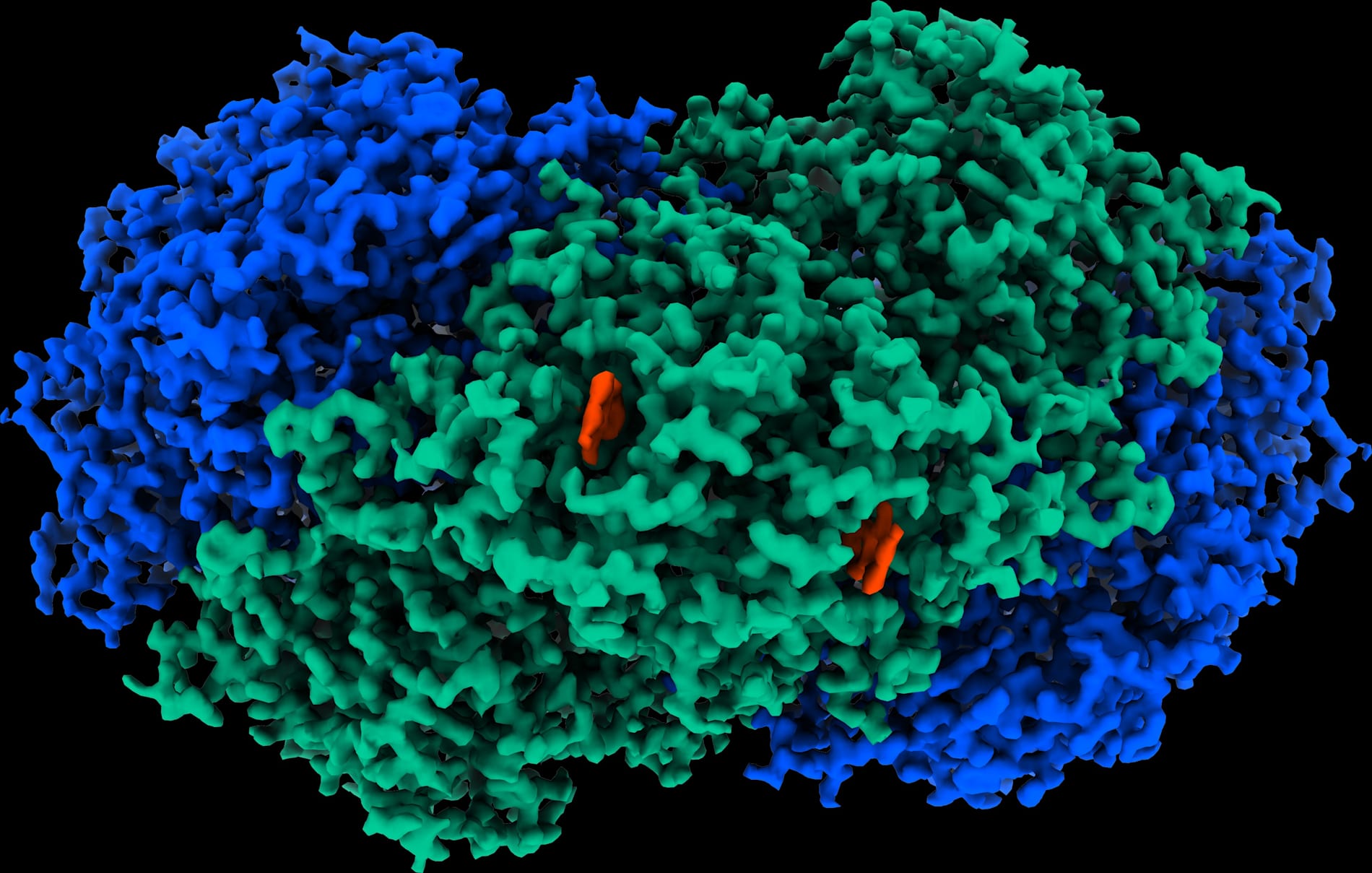 Enzyme