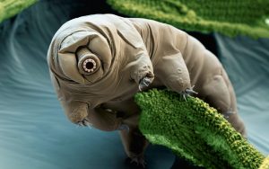 Extremophile