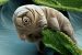 Extremophile