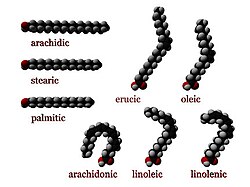 Fatty acid
