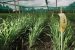 Genetically modified organism