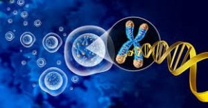 Genome