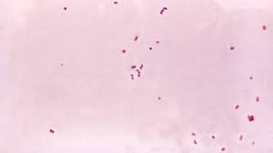 Gram negative bacteria