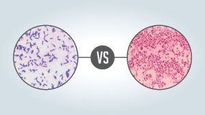 Gram positive bacteria