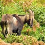 Nilgiri tahr: Climate change threatening 60% of its habitat