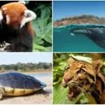 NBWL adds 4 species in Recovery Programme for Critically Endangered Species