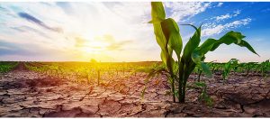 Abiotic stress