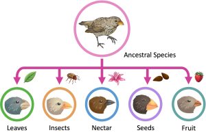 Adaptive radiation