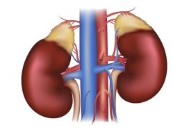 Adrenal gland