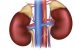 Adrenal gland