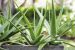 Aloe