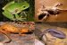 Amphibian