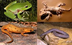 Amphibian