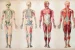 Anatomy
