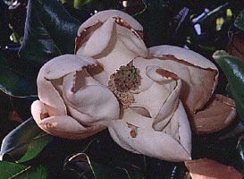 Anthophyta