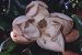 Anthophyta