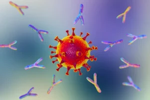Antibody