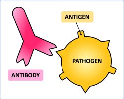 Antigen