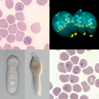 Apicomplexa