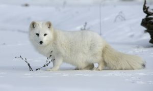 Arctic fox