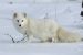 Arctic fox