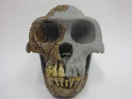 Ardipithecus