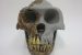 Ardipithecus