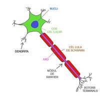 Axon