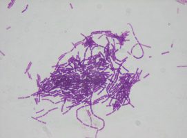 Bacillus thuringiensis