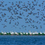 BNHS to open its first regional centre near Chilika Lake