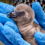 Freedom Baby: India's first Humboldt penguin dies