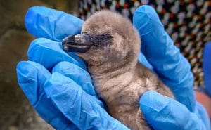 Freedom Baby: India's first Humboldt penguin dies