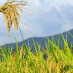 Ashish Kumar Bhutani appointed CEO of Pradhan Mantri Fasal Bima Yojana