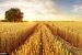 CIMMYT’s Role and Challenges