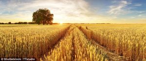 Scientists for first time decode complex wheat genome