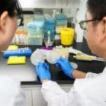 Chinese researchers create world’s first single chromosome yeast