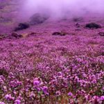 National Medicinal Plants Board and ICAR sign MoU