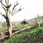 NITI Aayog calls for clear policy on shifting cultivation