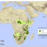30 African countries launch joint initiative to save 4 carnivore species