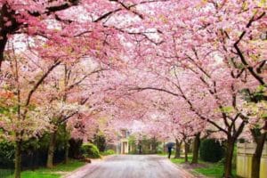 Climate Change: Japan sees the earliest Cherry Blossoms ever