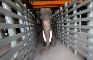 India’s first specialized hospital for elephants opened in Mathura