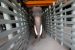 India’s first specialized hospital for elephants opened in Mathura