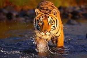 Sashastra Seema Bal to patrol Dudhwa tiger reserve