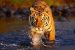 Sashastra Seema Bal to patrol Dudhwa tiger reserve