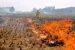Punjab’s Action Plan to Curb Paddy Straw Burning