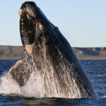 Japan to Withdraw from the International Whaling Commission