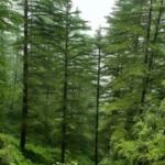 Sustainable Catchment Forest Management launched in Tripura