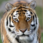 Stock Taking Conference on Tiger Conservation