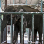 Survey of Elephants in Captivity