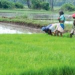Initiatives to reduce carbon emissions from Farming